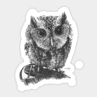 Eastern Screech Owl Sticker